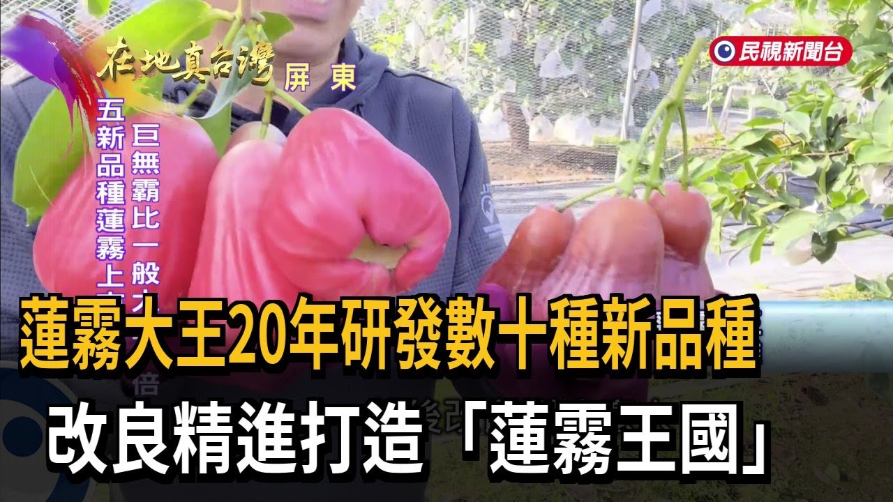 蓮霧大王20年研發數十種新品種　改良精進打造「蓮霧王國」－民視新聞