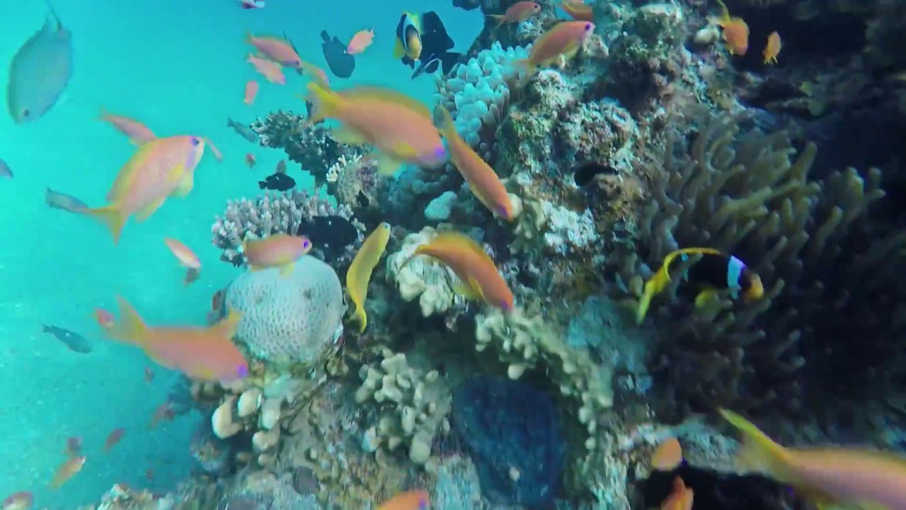 Israeling - a freediving trip