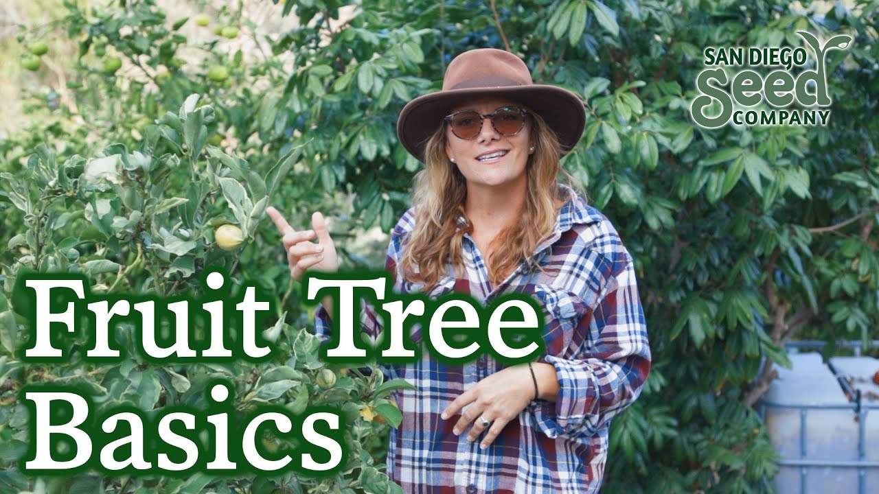 How to Water & Maintain Fruit Frees in Zones 9 and 10