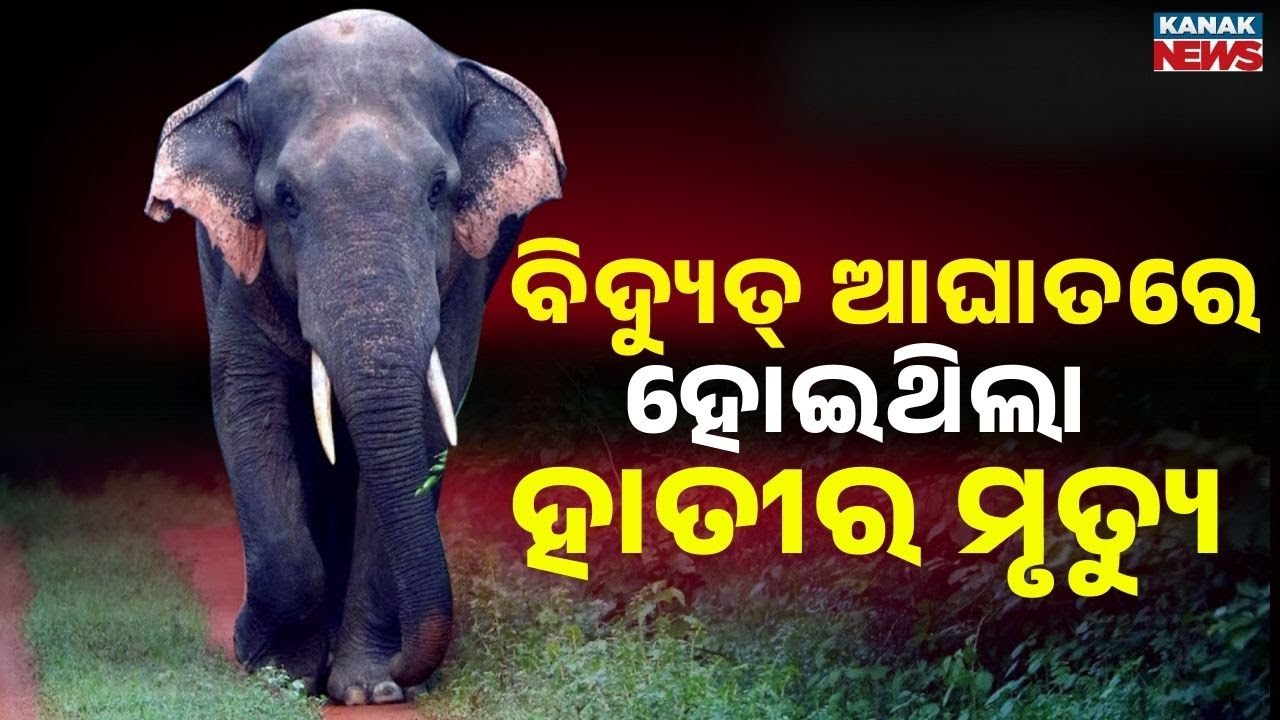 Elephant Dies from Electric Shock in Belghar Forest | Investigation Underway | Odisha News