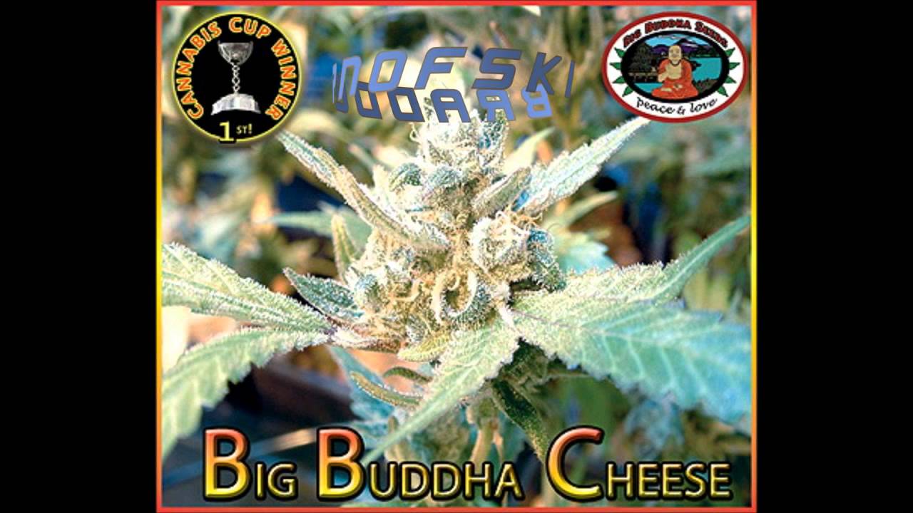 Interview with Big Buddha