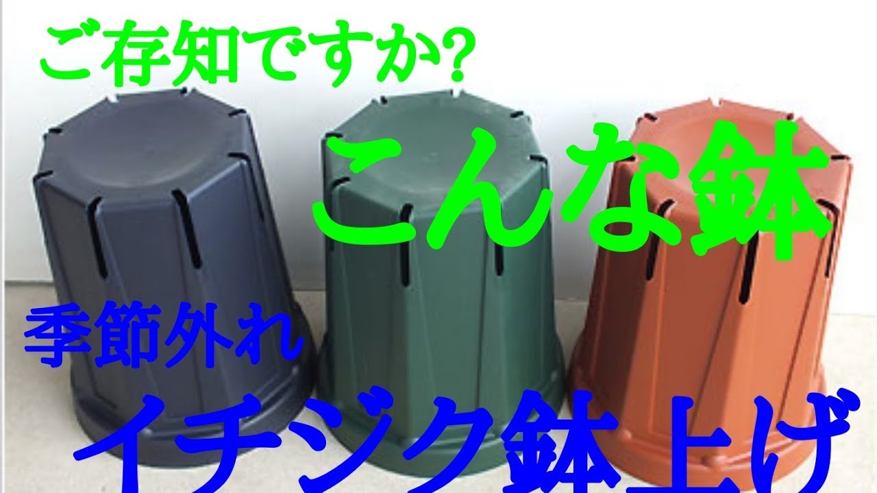 季節外れの【イチジクの鉢上げ】