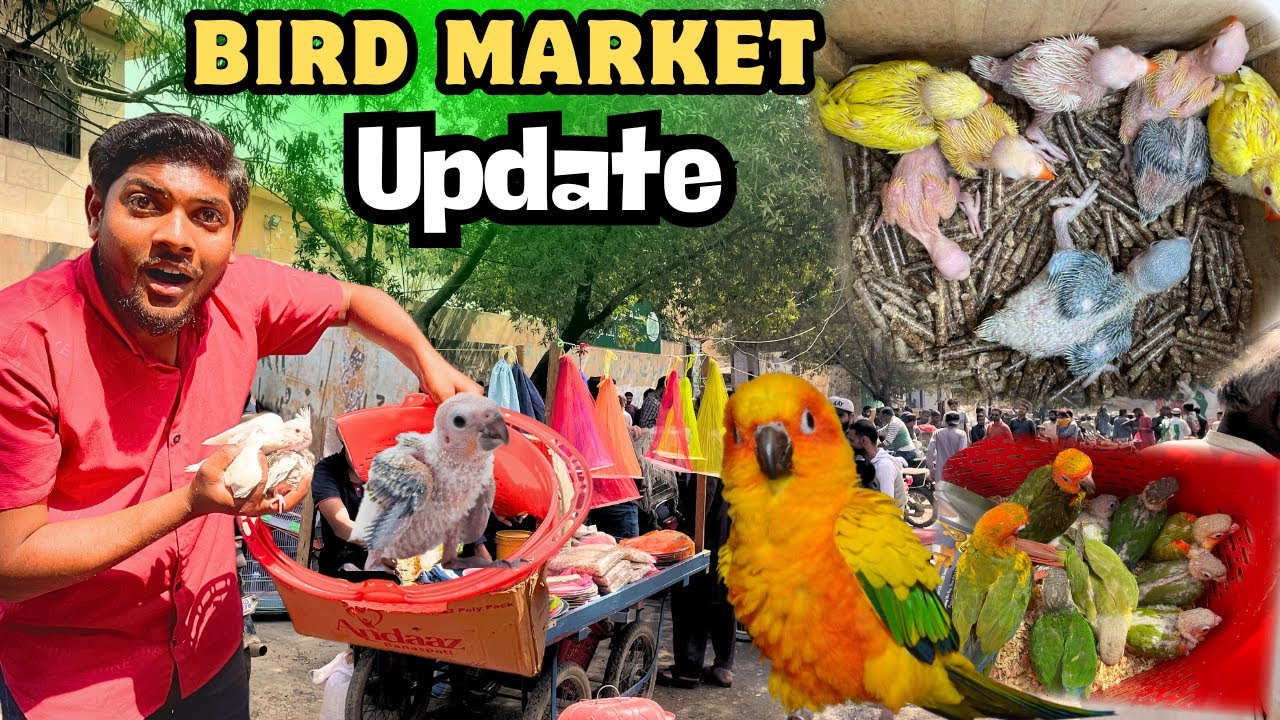 Lalukhet Bird Market Update 🦜 | New Cockatiel Baby Added to My Family! 😍