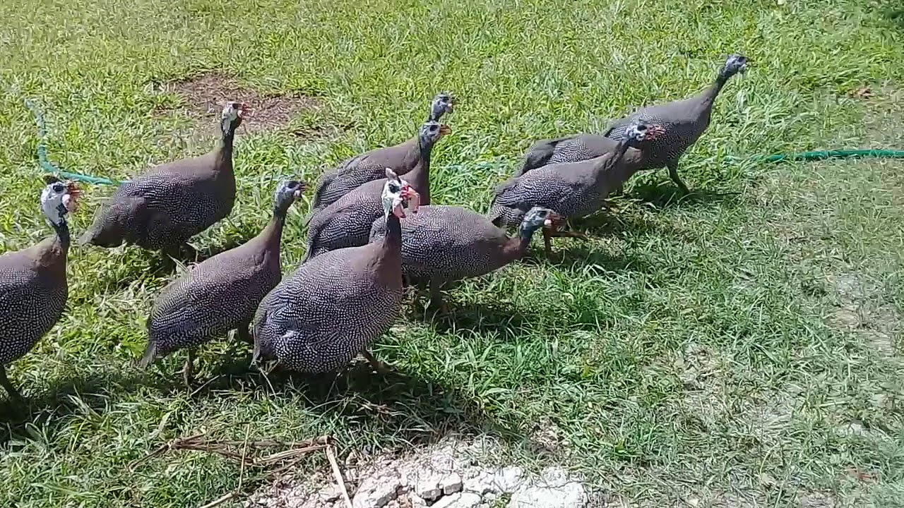 Canto de gallinas guineas