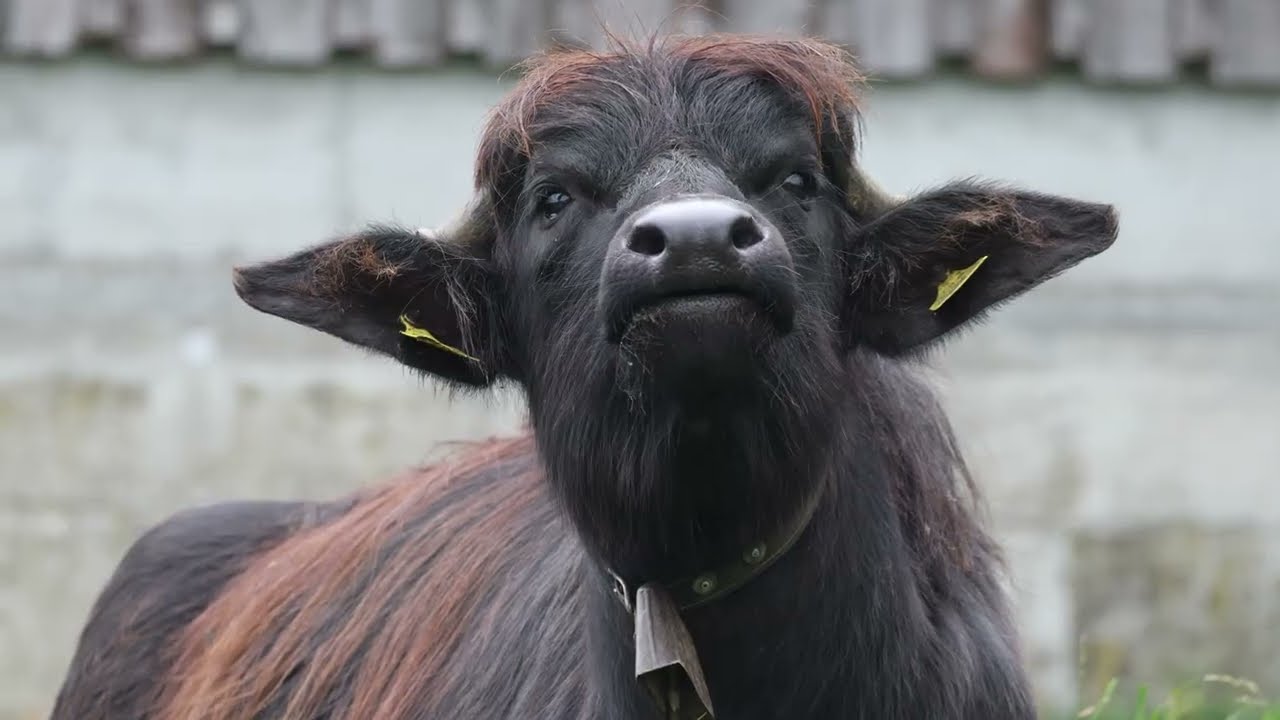 The incredible strength and beauty of wild buffalo