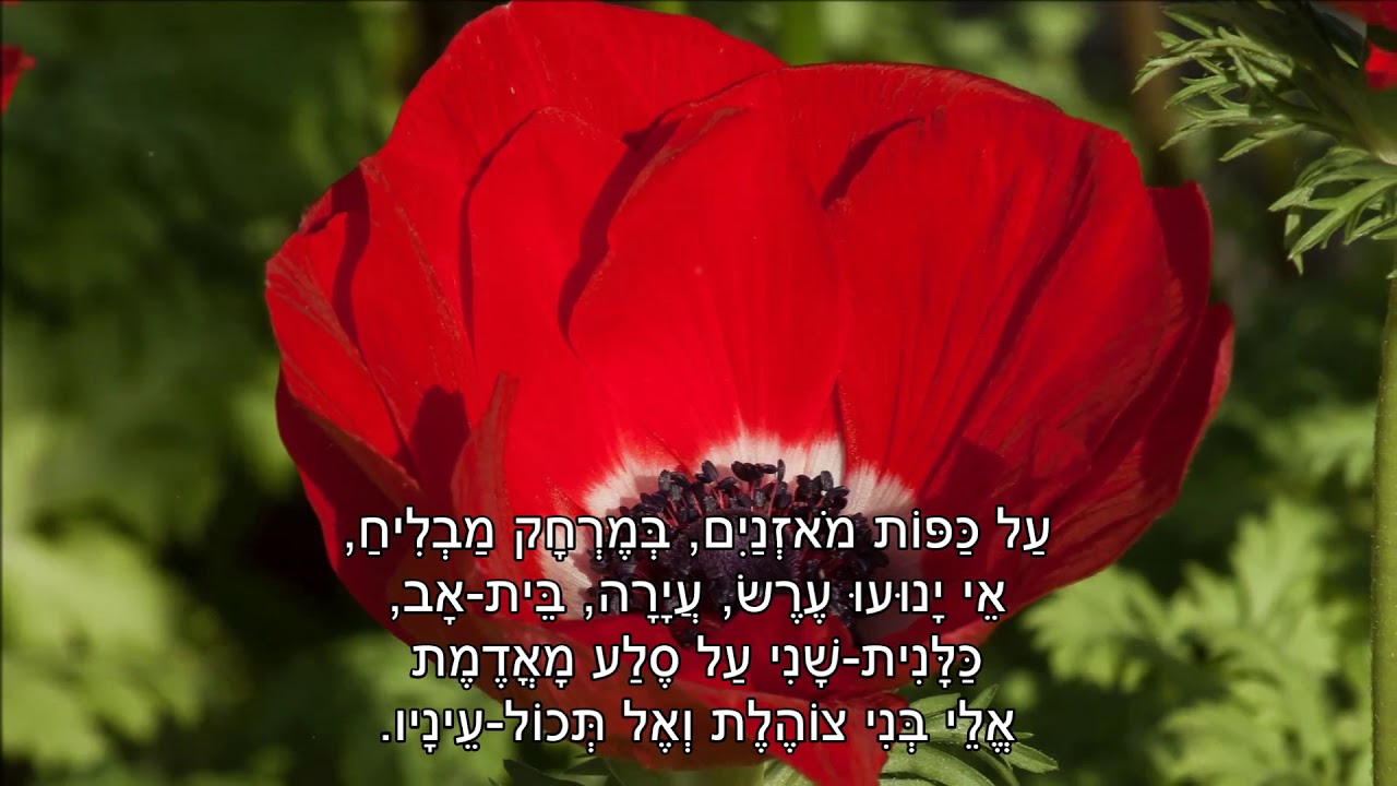 שיר עד - עוד שדי פורח - מילים: פניה ברגשטיין | לחן: דוד זהבי | ביצוע: עוזי מאירי - Uzi Meiri