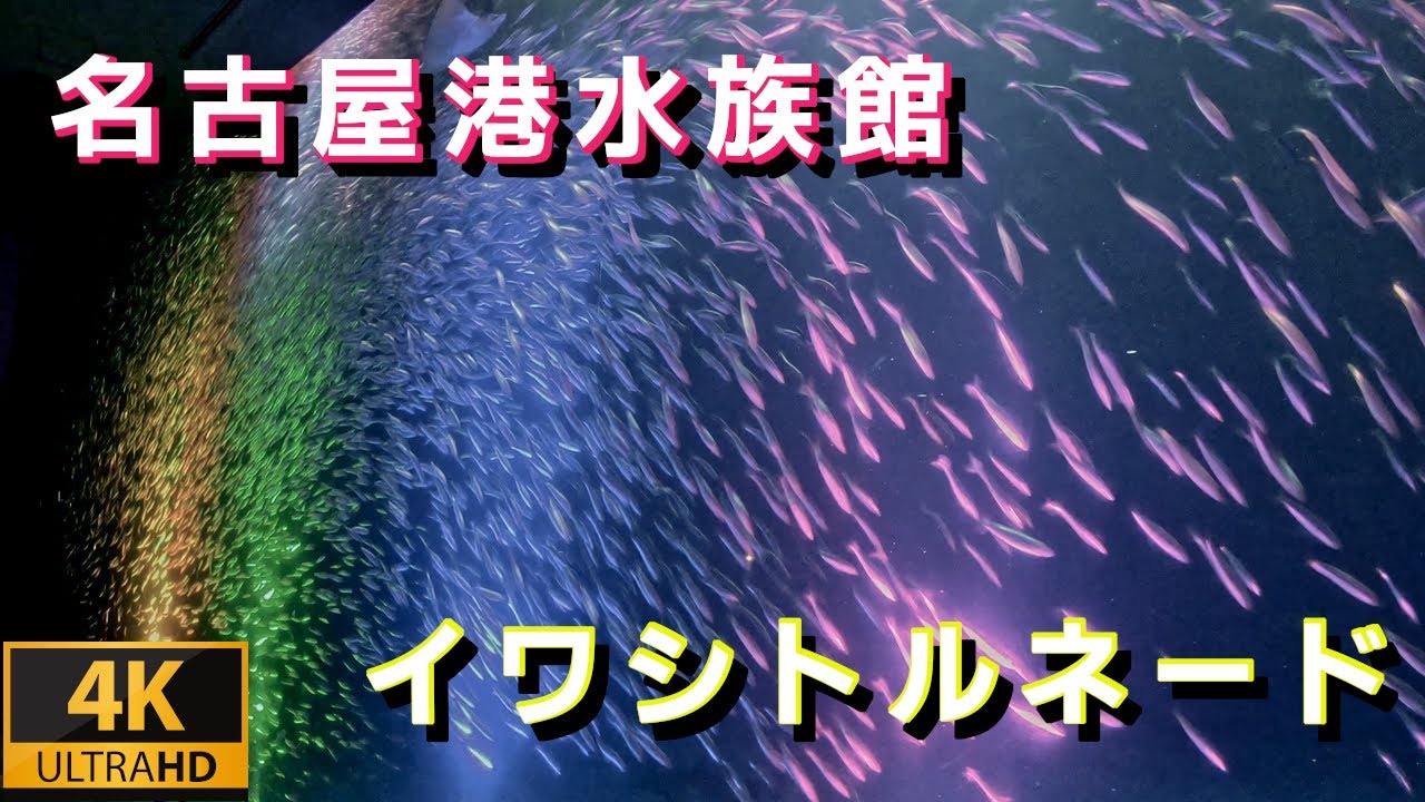 名古屋港水族館  イワシトルネード