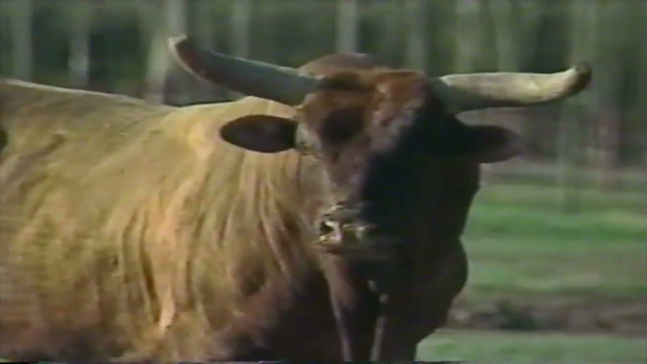 PBR 2004: Herrington Cattle Co. Feature