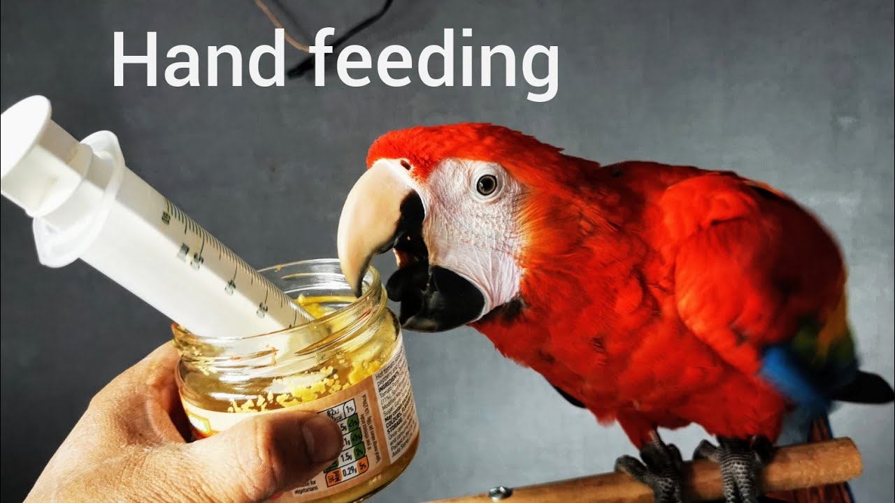 Hand feeding, weaning, make food, syringe feeding baby parrot macaw, african grey. Psittacus,