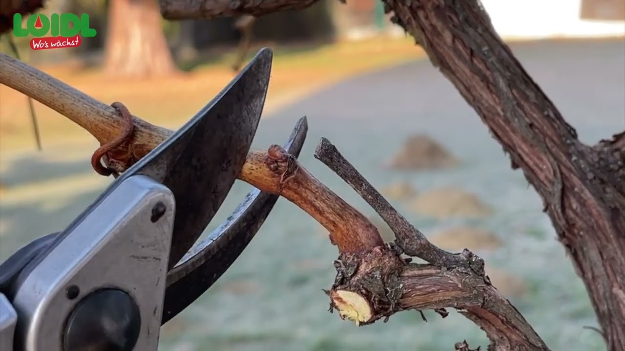 Loidl Gartenschule - Wein Schnitt