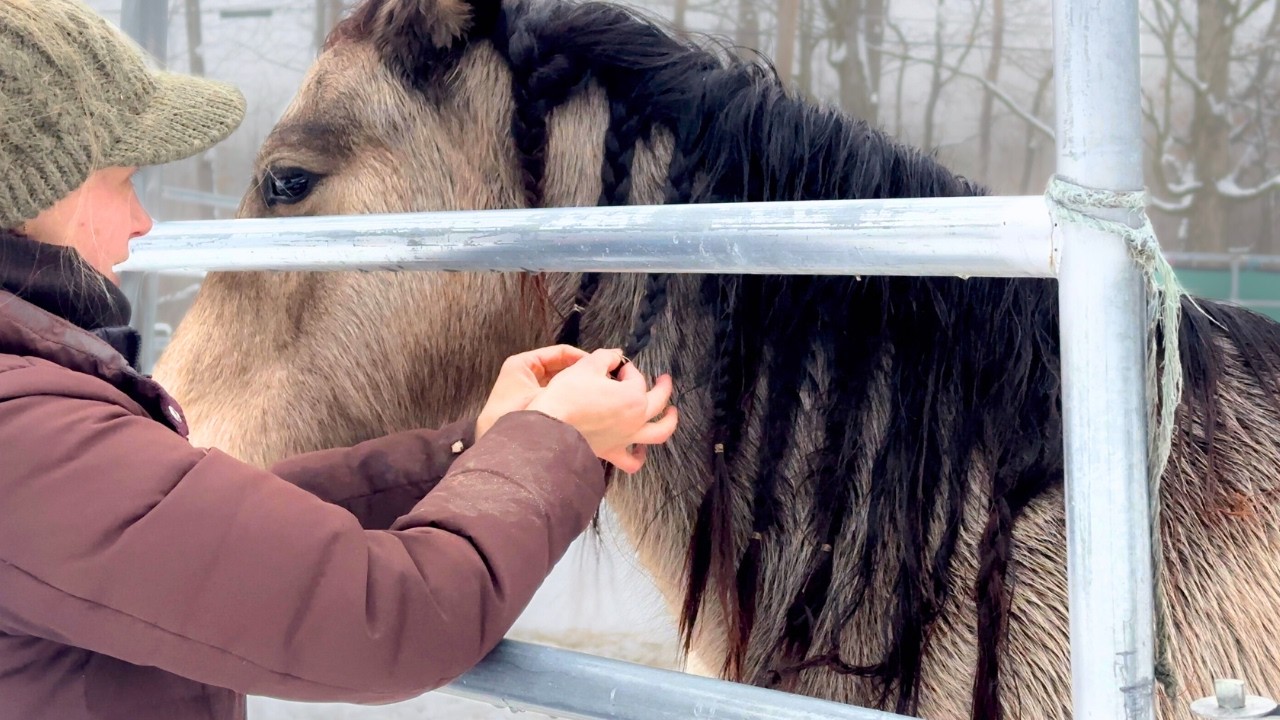 My Goals for 2026 ~ the Year of the Horse