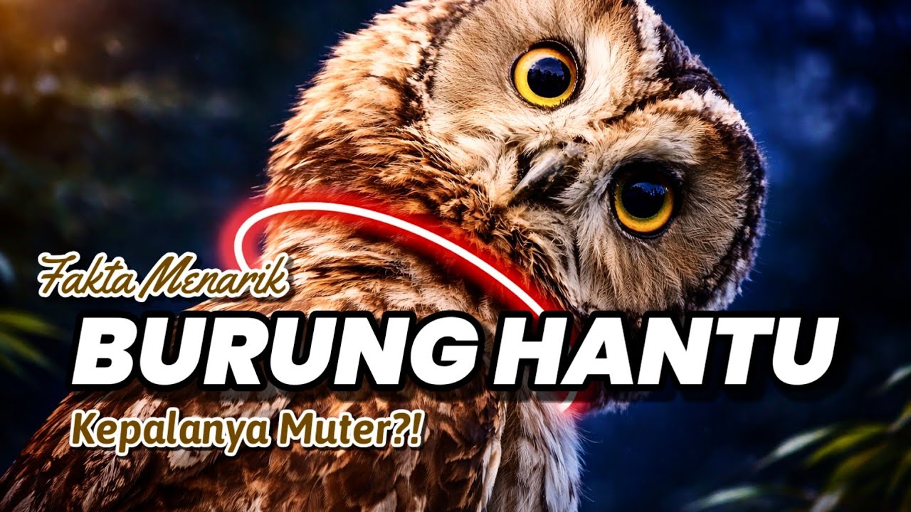FAKTA MENARIK BURUNG HANTU YANG MENGEJUTKAN, KENAPA BISA PUTAR KEPALA 360°