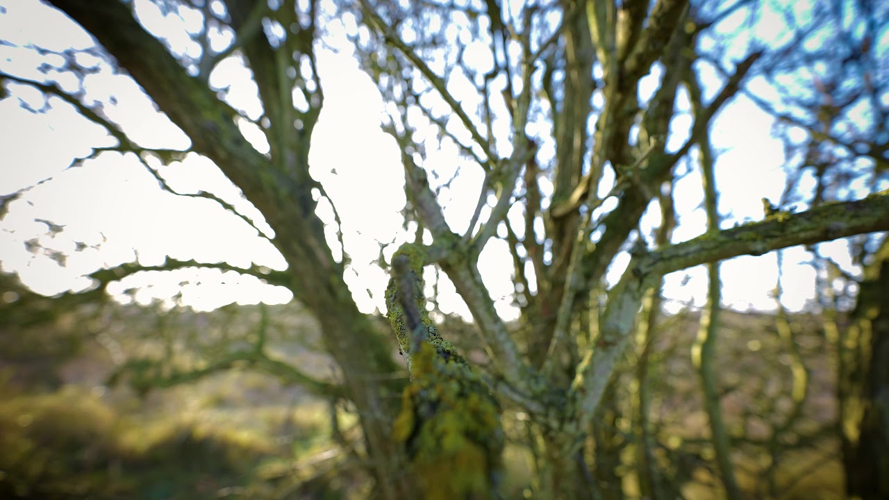 A winters day at Zuid-Kennemerland