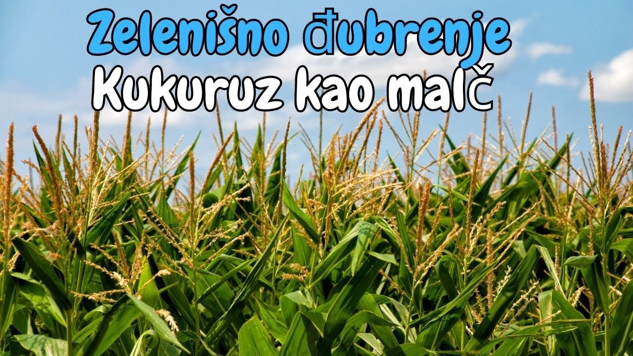 Zelenišno đubrenje - Kukuruz kao malč
