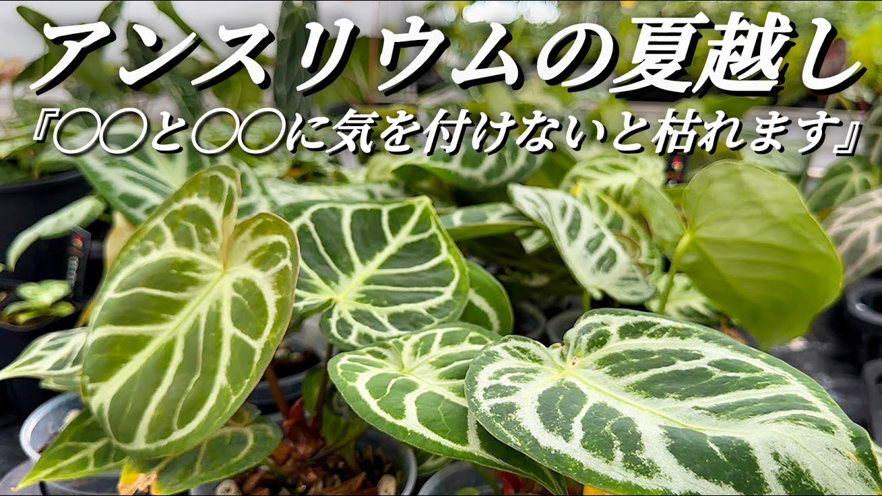 #15 失敗の多いアンスリウムの夏越し方法を解説します。