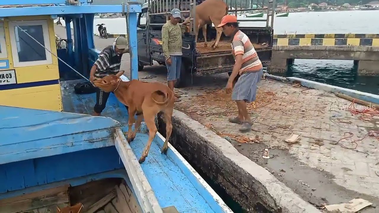 NADANDO EN EL SAN JORGE, cow unloading