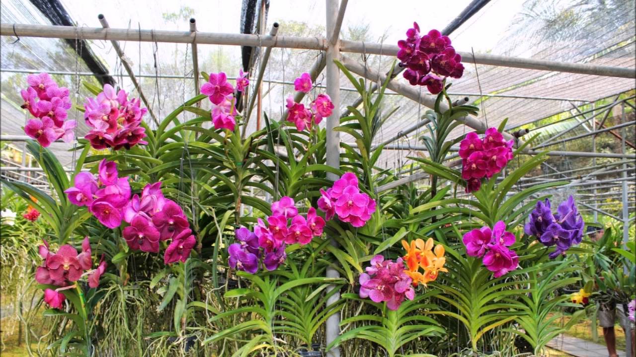 Botanical Garden Hakgala