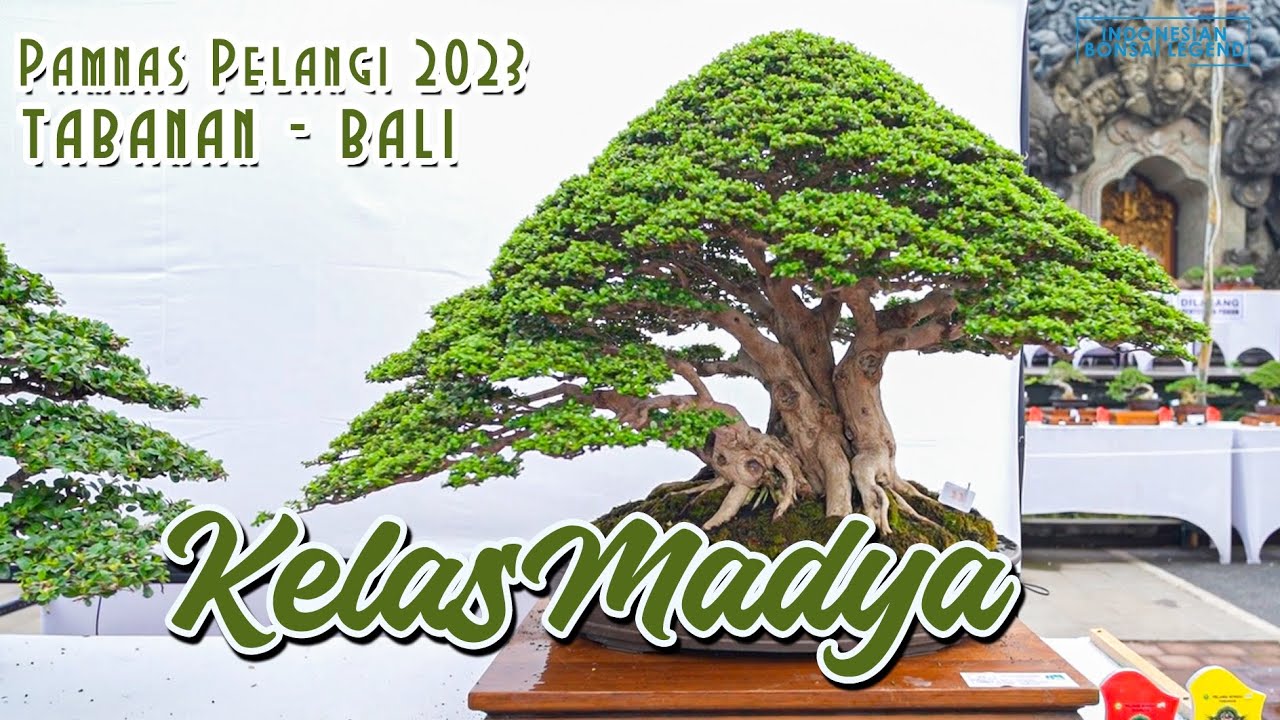 KELAS MADYA @PAMNASBONSAIPELANGITABANAN2023