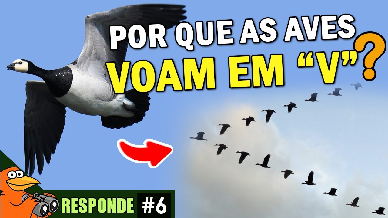 Por que AVES VOAM EM 