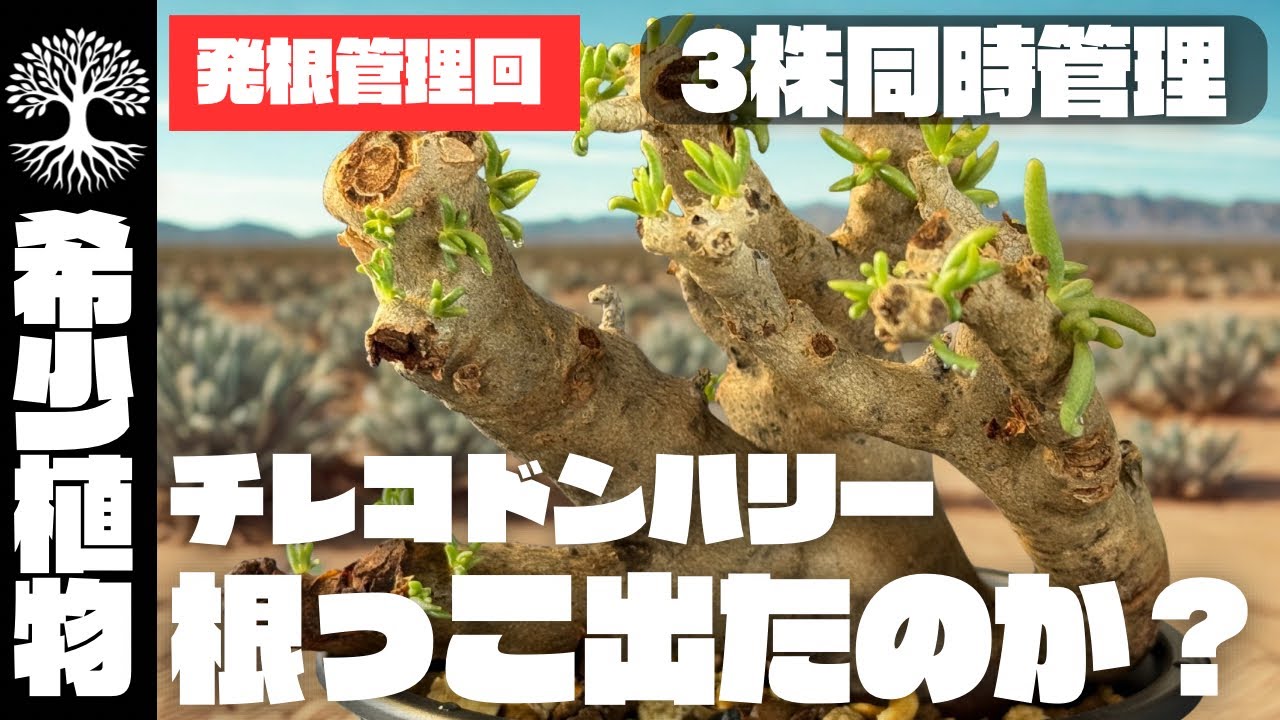 vol.48【発根管理報告回】レア3株同時発根管理！沈黙を経て遂に動き出す？！