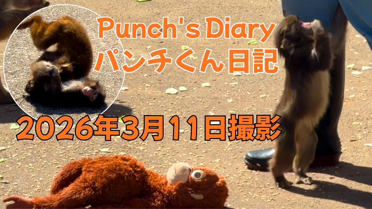 パンチくん 日記【2026年3月11日】市川市動植物園 Punch the monkey