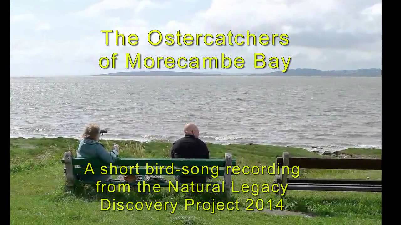 The Oystercatchers of Morecambe Bay (RSPB)