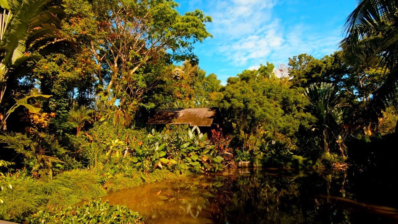 Sepilok Nature Resort, Sabah, Borneo, Malaysia GoPro 1080p