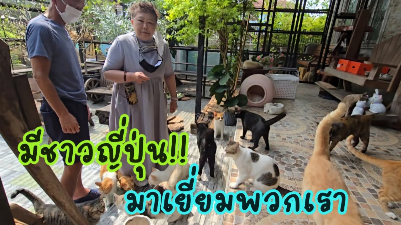 มีชาวญี่ปุ่น มาเยี่ยมพวกเรา #แมวจร #catlover #cat #ผู้กองแขกกับแมวจร Vol.2 