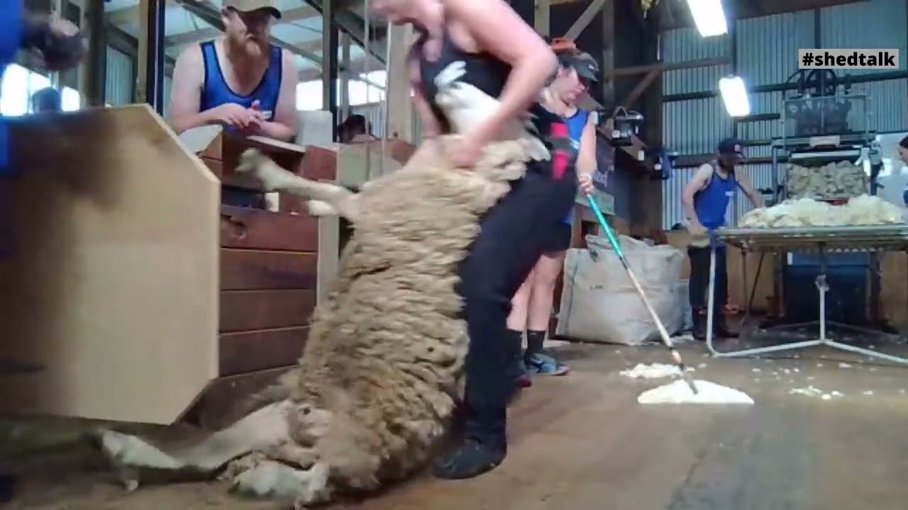 2nd Run Amy Silcock Shearing World Record Attempt