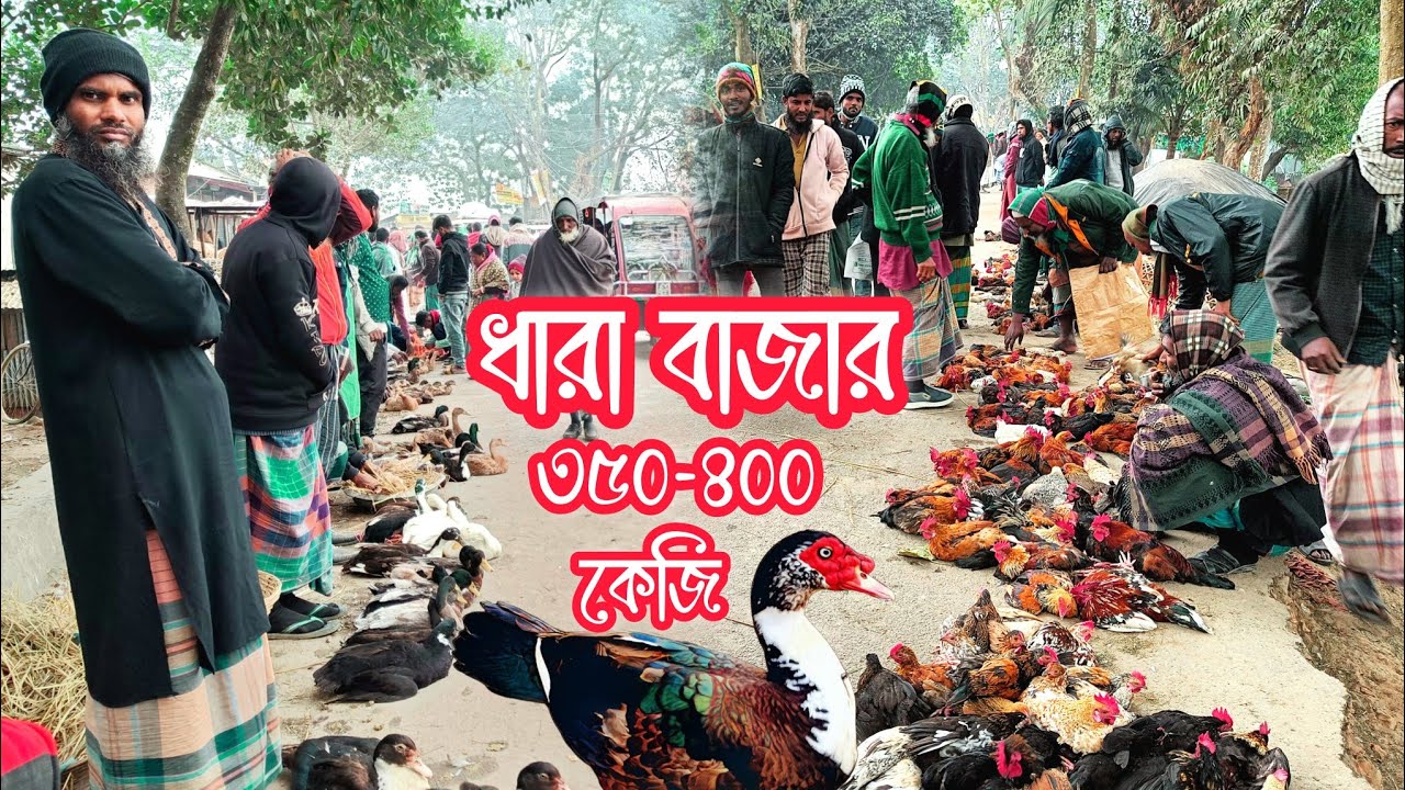 ৩৫০ টাকা কেজি শীতে কমেছে দেশীয় হাঁস মুরগির দাম। 