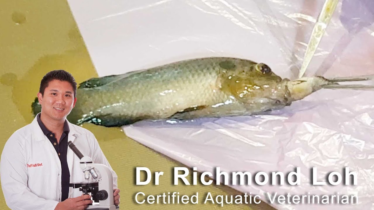 Cichlid fish swallowed another fish and got stuck in its mouth