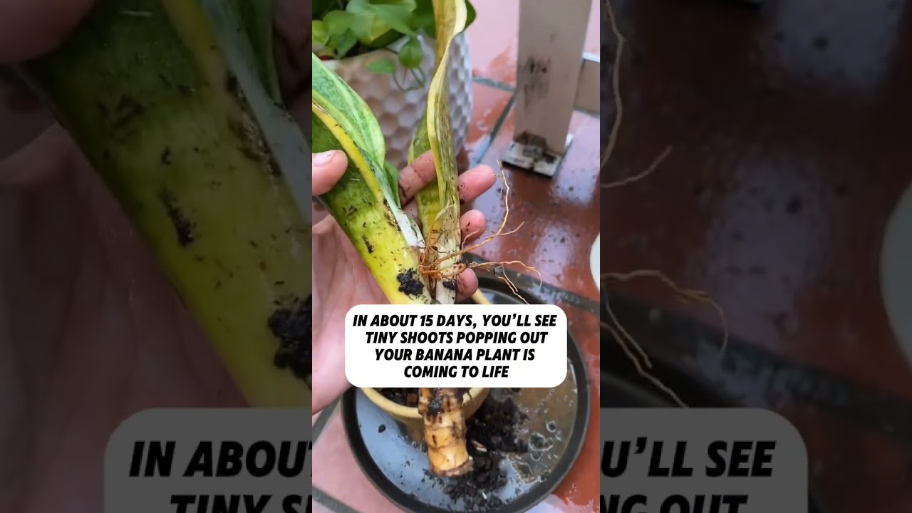 Grow Bananas at Home | Easy Banana Planting Guide 🌱🍌 #gardeningtips #bananaplant