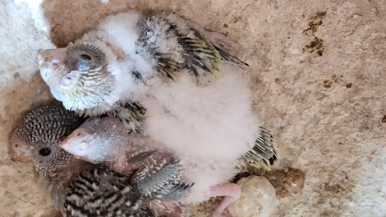 Ravi Birds is live! Matki Main Chicks 🐣🤩🥰