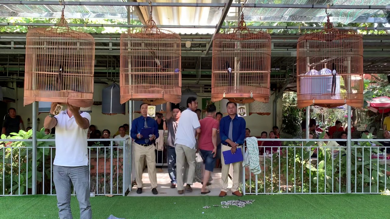 Hội Thi Chim Chích Choè Lửa Hót-Lần 39, ngày 17.01.2021