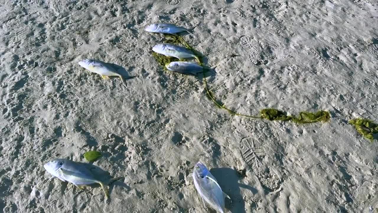 Dead fish wash ashore at Marco Island's Tigertail Lagoon due to cold snap