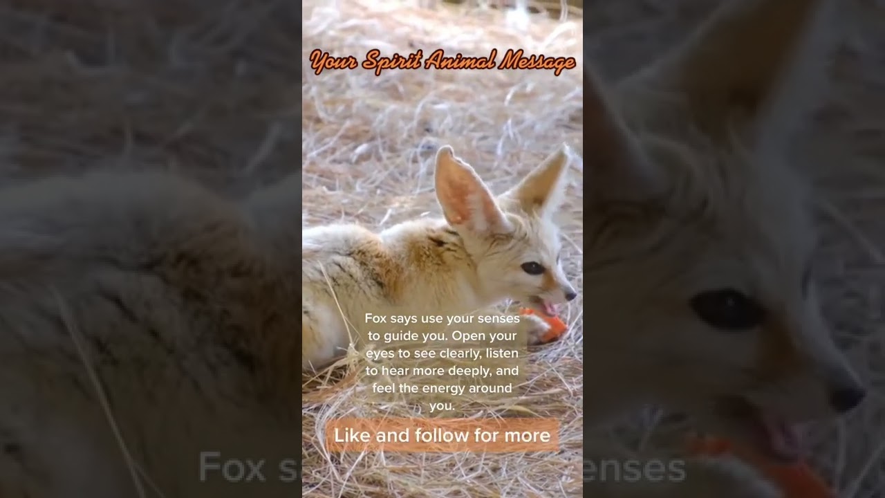 You have a spirit animal message from fox! 🦊 to claim ❤️➕💬