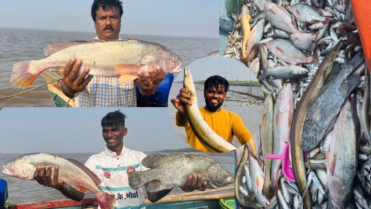 Part 1 वाण्यातला मोठेया म्हावराच्या धमाकुल😱😱😱 ￼ ￼1 numbe quality chi Fish