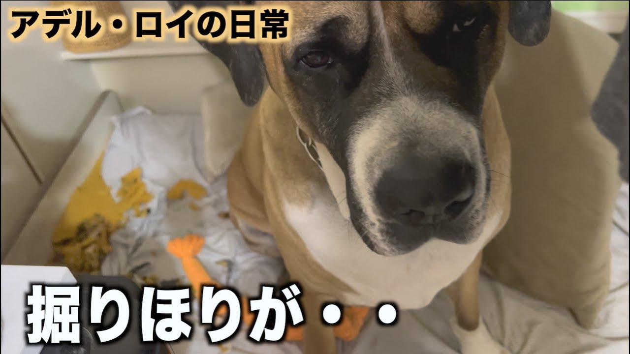 悪戯が止まらない・・