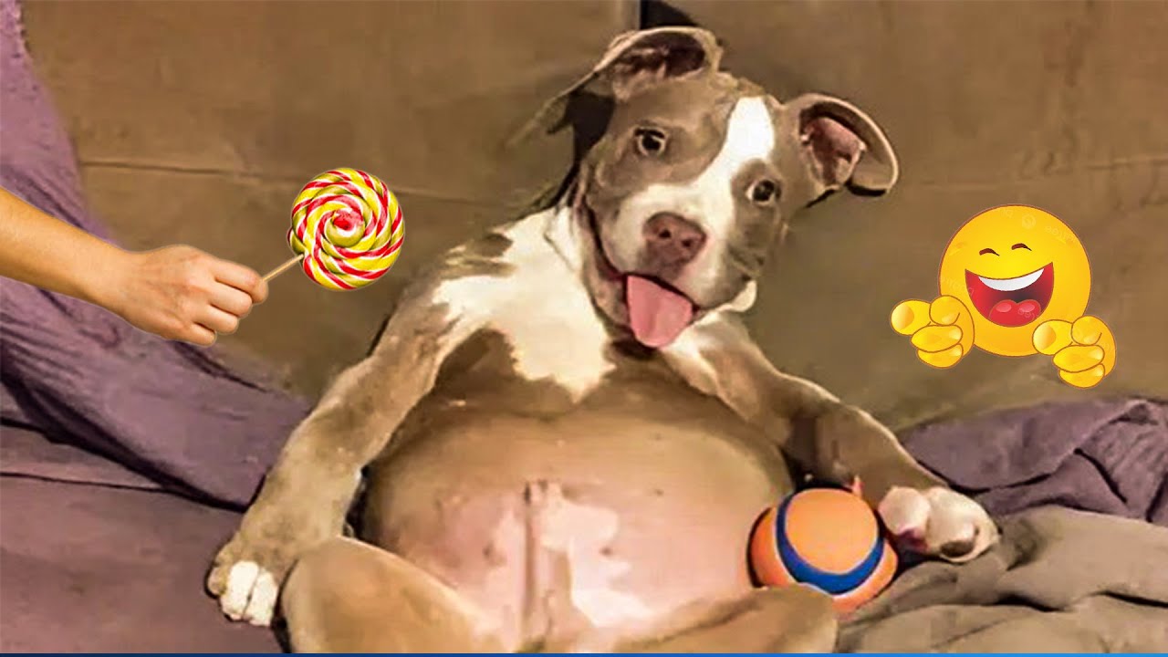 The Funniest Cat & Dog Moments Compilation 😹🐶 Funny Pet Videos Compilation 😹