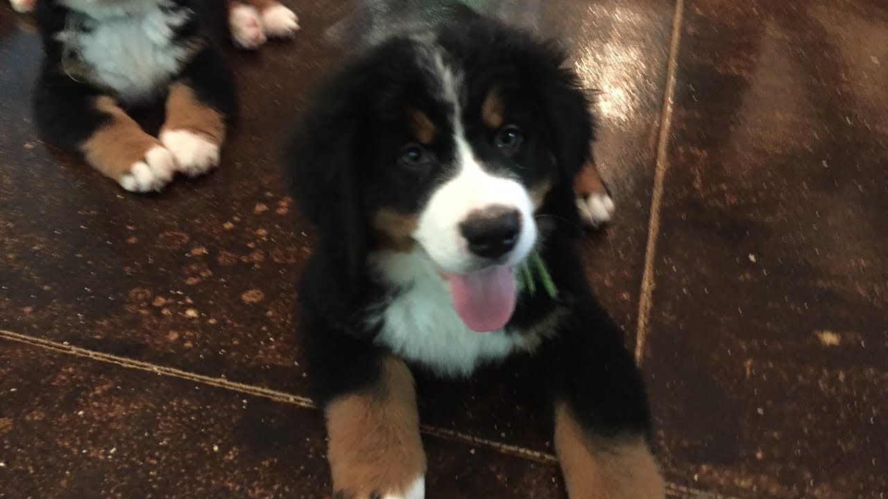 11 Week Old Luigi - Bernese Mountain Dog