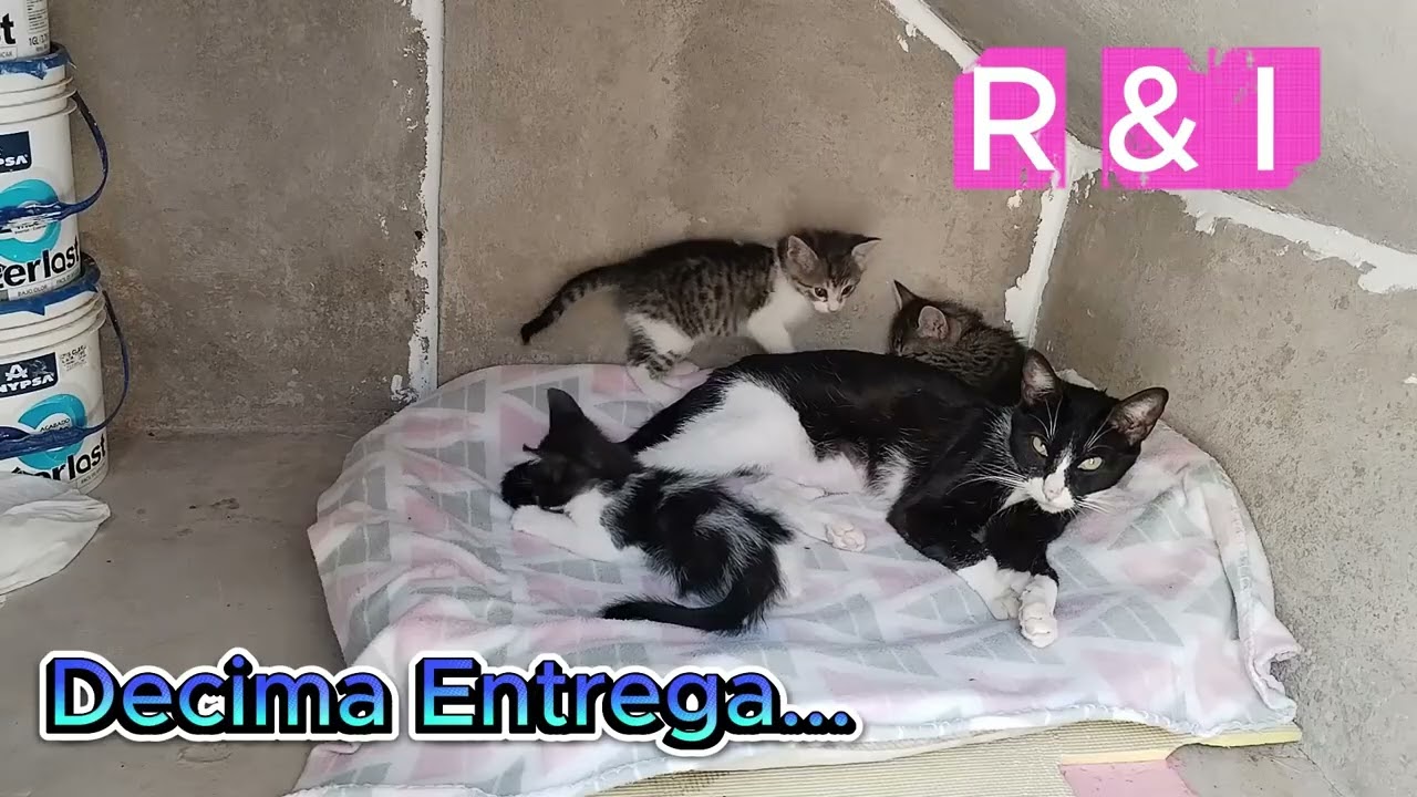 UNA SOLA VERDAD/Camila#10/SOMOS UNA HERMOSA COMUNIDAD