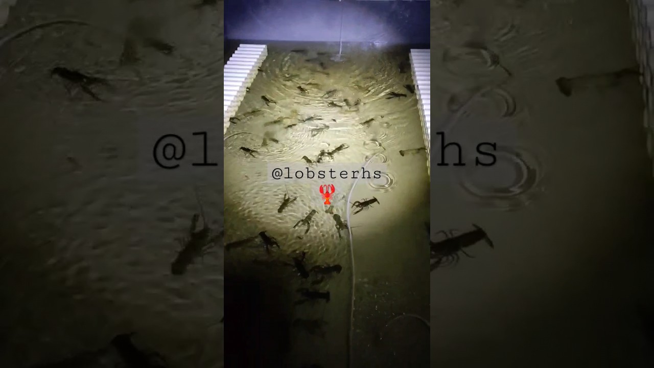 Cara pemberian pakan lobster berkwalitas, jangan terlalu banyak secukupnya saja 🦞#lobsterairtawar