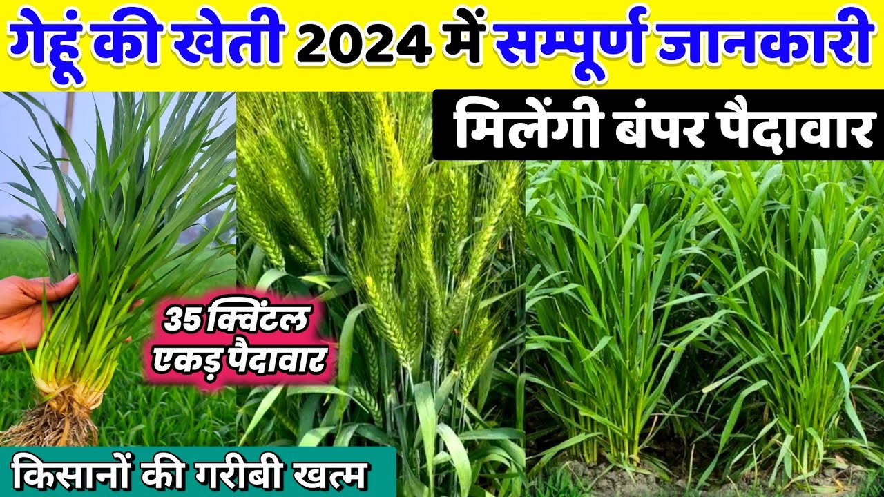 Gehu ki kheti 2025 me🌾गेहूं की खेती संपूर्ण जानकारी🌱Gehu ki kheti kaise karen🌾Wheat farming 2025