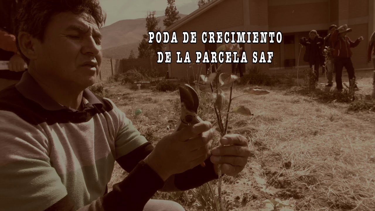 Sistemas Agroforestales Dinámicos Sucesionales