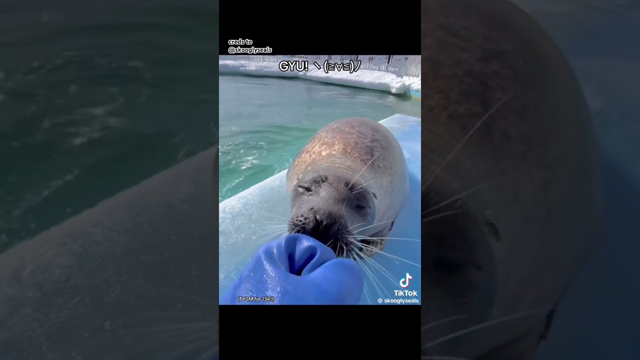 ‼️⚠️NIE MOJE⚠️‼️ PODZIĘKOWANIA DLA: @skooglyseals na TikToku!!!