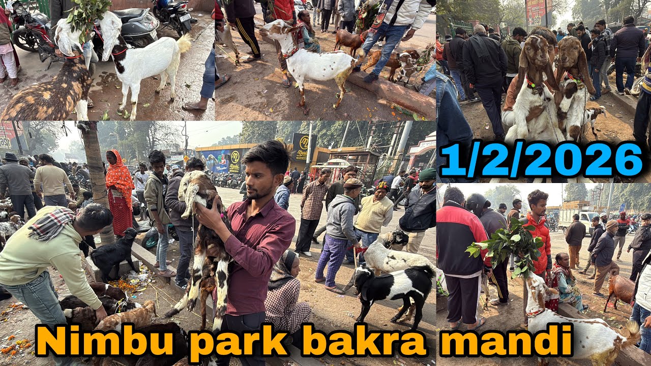 Nimbu park bakra mandi 2026 | 1/2/2026 | Lucknow bakra mandi | mandi rate 