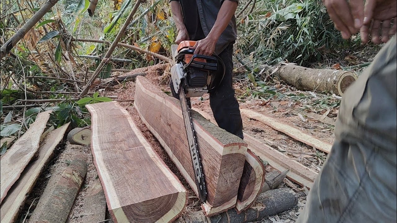 Skills in processing beautiful Ebony tree into 5cm × 7.5cm × 210 Using Stihl382