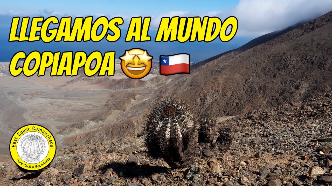 Llegamos al epicentro de las cactaceas en hábitat 🤩