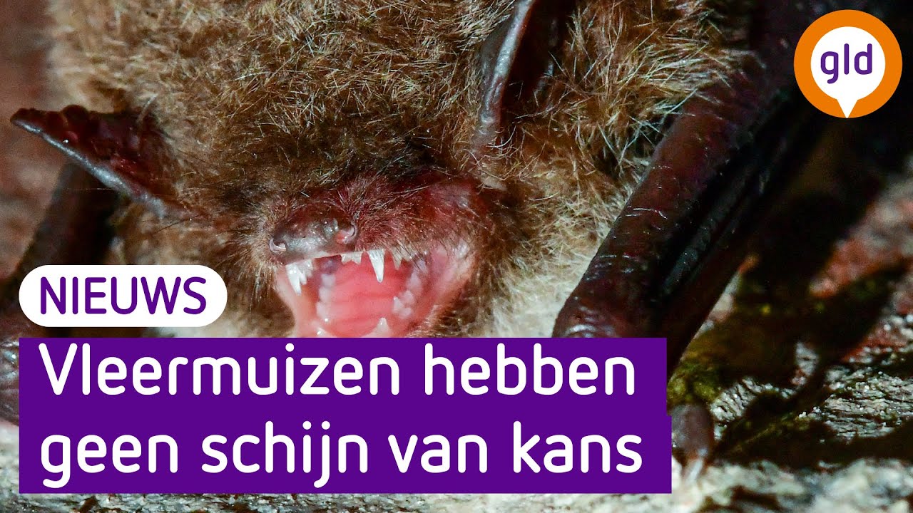 Dit is waarom huizen verduurzamen slecht is voor de vleermuis
