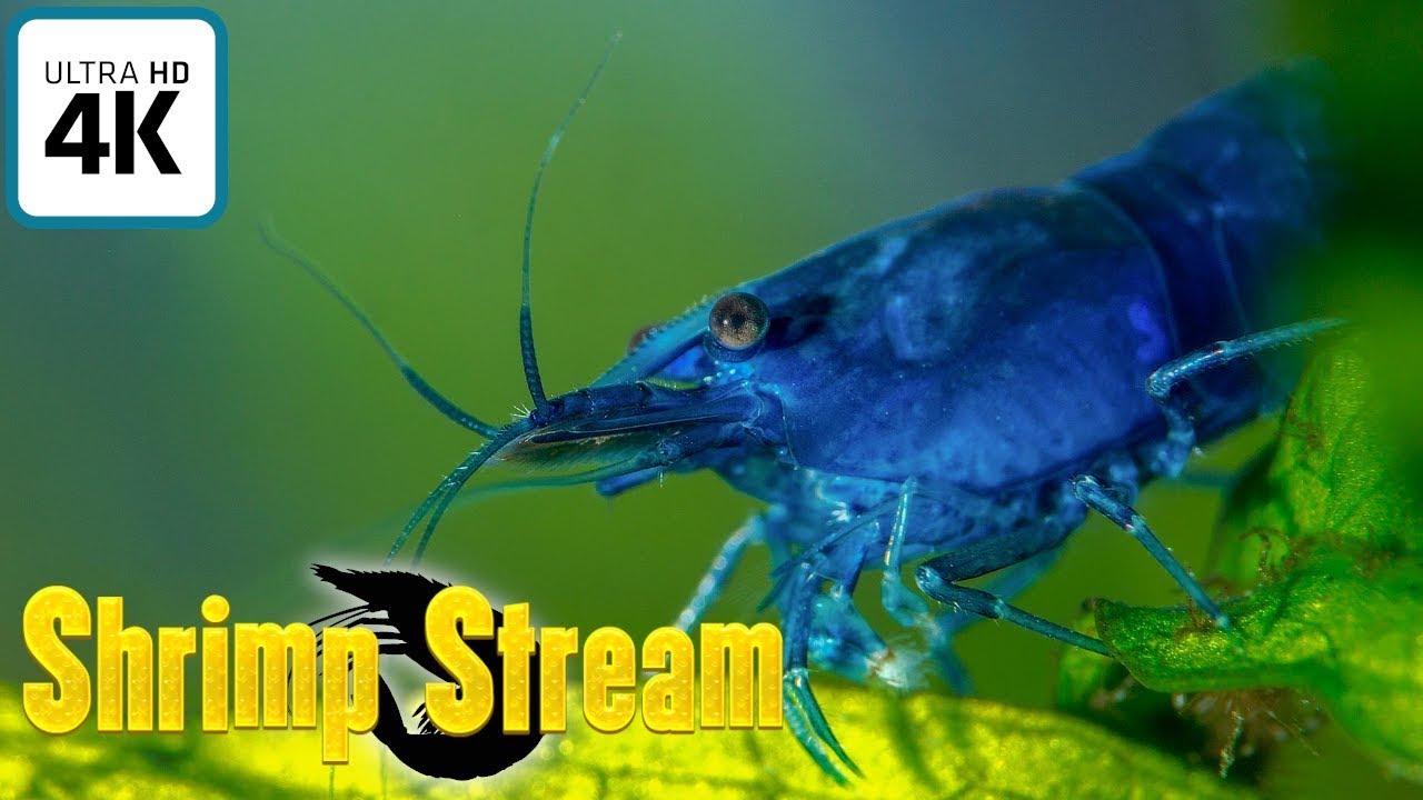 Shrimp Stream - 3/11/26 - Live Neocaridina Webcam Feed